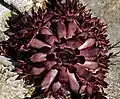 Sempervivum 'Borscht'