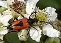 Stictoleptura cordigera (Fuessly, 1775)