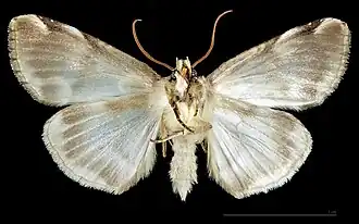 ♂   △