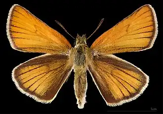 ♀