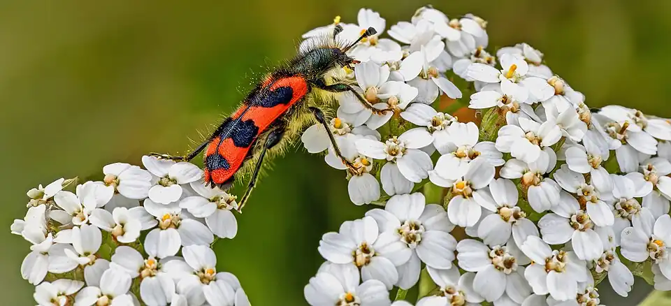 Trichodes alvearius