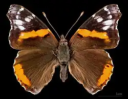 Vanessa atalanta e.o Ab.Klemensiewiczi ♂ MHNT