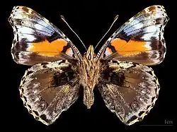 Vanessa atalanta e.o Ab.Klemensiewiczi ♂ △ MHNT