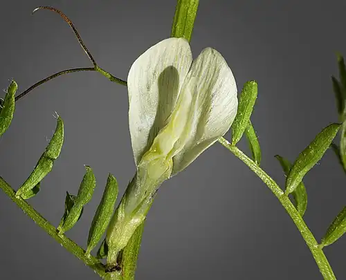 Fleur.