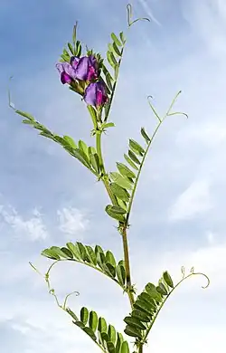 Habitus.