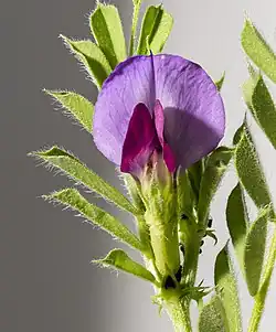 Fleur commune.