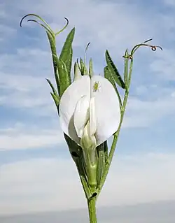 Fleur blanche plus rare.