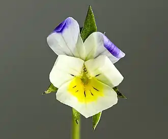 Fleur bicolore.