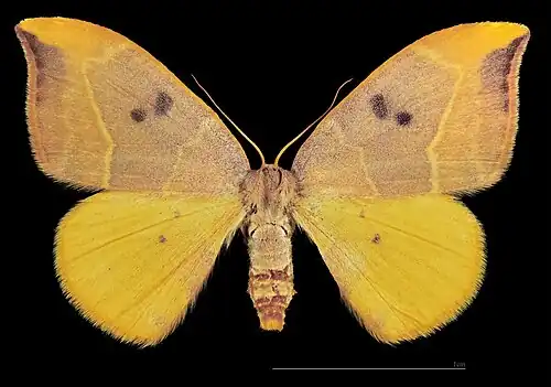 ♀ MHNT