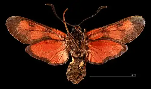 ♀  △