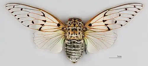 ♂ MHNT