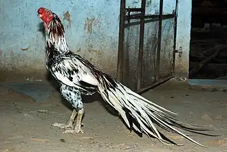Image illustrative de l’article Asyl (poule)