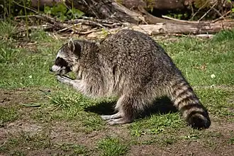Procyon lotor (Procyonidae)
