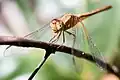 Libellule non identifiée (anisoptère)