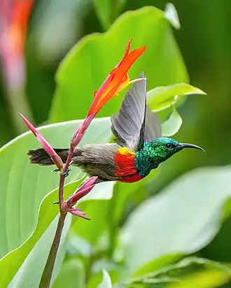 Description de l'image 001 Olive-bellied Sunbird starting to fly at Kibale National Park Photo by Giles Laurent.jpg.