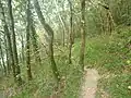 Le GR 34 (sentier littoral) dans le bois du Loc'h.
