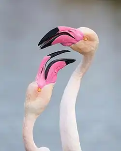 Couple de flamants roses en Camargue.