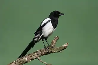 Pie posée sur une branche de bois mort, vue de profil et tournée vers la gauche.