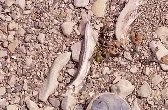Grève de pierres et Mallotus villosus, Capelan, petit poisson des océans Atlantique et Arctique