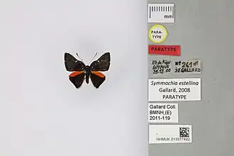 Description de l'image 013377492 Symmachia estellina Gallard 2008 PT.jpg.