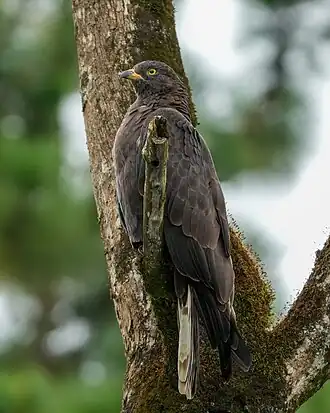 Description de l'image 019 Grasshopper buzzard at Kibale forest National Park Photo by Giles Laurent.jpg.