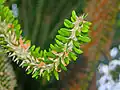 Alluaudia montagnacii