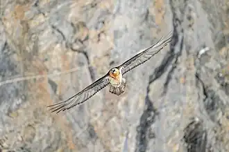 Vol de gypaète barbu.