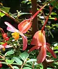 Inflorescence femelle in situ, en Colombie
