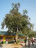 Arbre adulte, aux Philippines