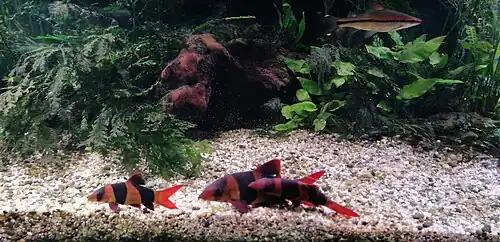 loches-clown en aquarium