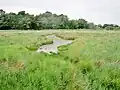 Le marais de la Goden : schorre 2.