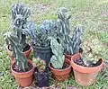 Cereus repandus var. monstrose Variété naine