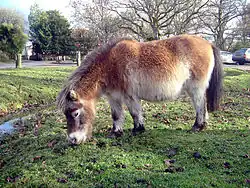Poney de New Forest.