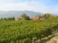 Le vignoble dans la commune de Myans.