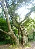 Arbre aux formes curieuses (ressemblant à un éléphant) sur les rives de l'Odet près du château de Kerambleiz