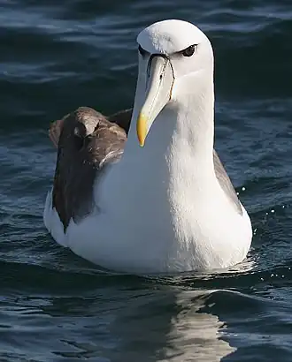 Description de l'image 070226 Shy mollymawk off Kaikoura 2.jpg.