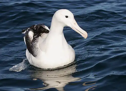 Albatros royal adulte du sud.