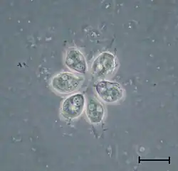 Colonie de Codosiga sp.(isolée d'un échantillon de sol sibérien)