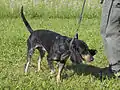 Chien courant lucernois.