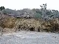 Roches plissées presque à la verticale dans les monts d'Arrée (dans une ancienne carrière le long du « Circuit des carrières »).