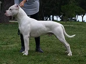 Un dogue argentin.