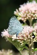 Azuré des nerpruns butinant une sommité fleurie d'Eupatoire à feuilles de chanvre.