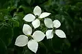 Fleurs du Kousa dogwood var. Chinensis