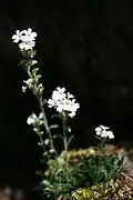 Erinus alpinus 'Albus'