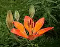 Lilium bulbiferum au Jardin botanique alpin La Jaÿsinia à Samoëns (Haute-Savoie).