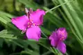 Misère : Tradescantia cv. "Red Grape".