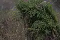 Casque et épaules vu comme un buisson