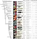 Phénotypes cardiaques chez les actinoptérygiens (« poissons ») ;