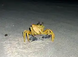 Ocypode convexa