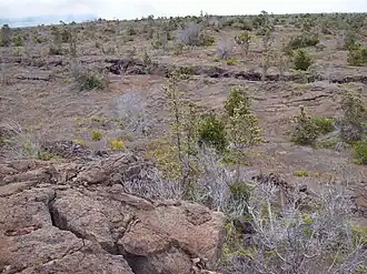 Paysage du versant méridional du Kīlauea.